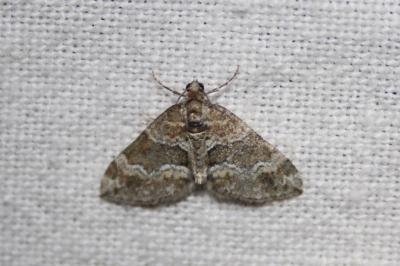 <i>Perizoma bifaciata</i>