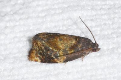 <i>Ditula angustiorana</i>