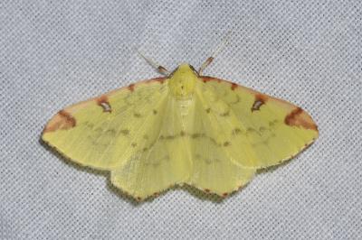 <i>Opisthograptis luteolata</i>