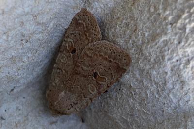 <i>Propenistra laevis</i>