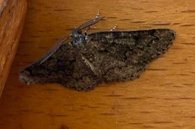 <i>Cleorodes lichenaria</i>