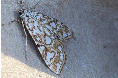 <i>Elophila nymphaeata</i>