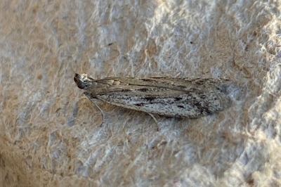 <i>Phycitodes</i>