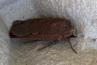 <i>Noctua pronuba</i>