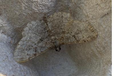 <i>Peribatodes rhomboidaria</i>