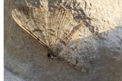 <i>Peribatodes rhomboidaria</i>