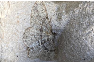 <i>Peribatodes rhomboidaria</i>