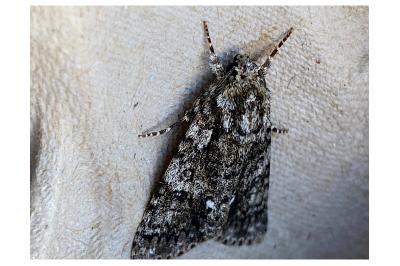 <i>Acronicta rumicis</i>