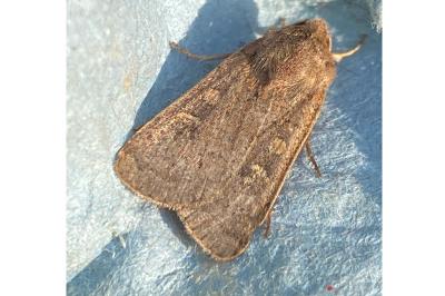 <i>Xestia xanthographa</i>