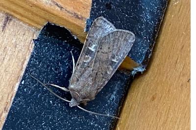<i>Xestia xanthographa</i>