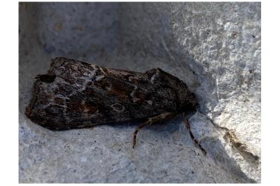 <i>Thalpophila matura</i>