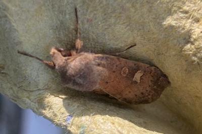 <i>Xestia xanthographa</i>