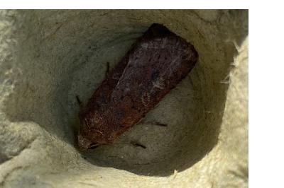 <i>Xestia xanthographa</i>