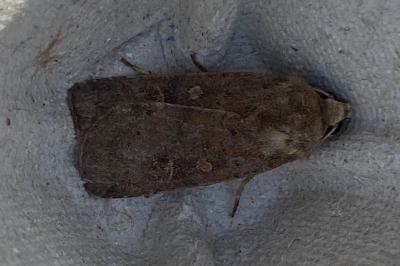 <i>Xestia xanthographa</i>