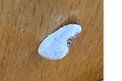 <i>Cilix hispanica</i>