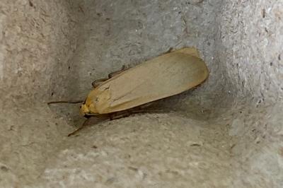 <i>Katha depressa</i>