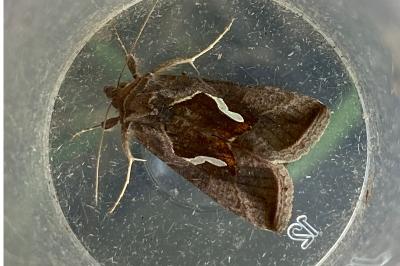 <i>Macdunnoughia confusa</i>