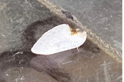 <i>Cilix hispanica</i>