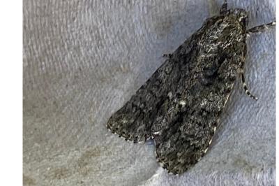 <i>Acronicta rumicis</i>