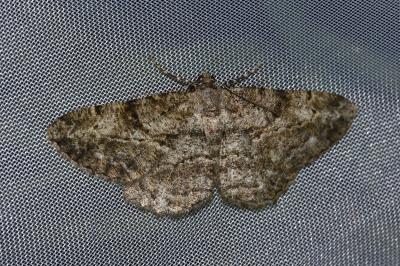 <i>Peribatodes rhomboidaria</i>