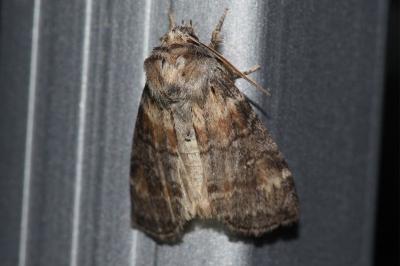 <i>Cymatophorina diluta</i>