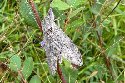 <i>Agrius convolvuli</i>