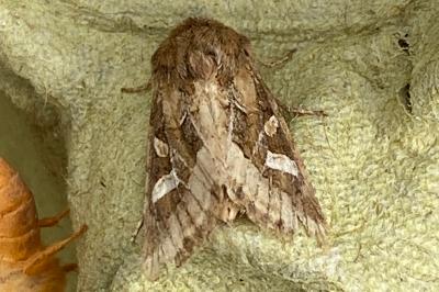 <i>Luperina dumerilii</i>
