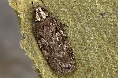<i>Depressaria douglasella</i>