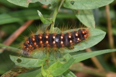 <i>Acronicta auricoma</i>