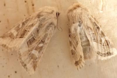 <i>Luperina dumerilii</i>