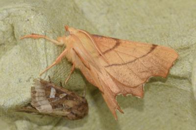 <i>Ennomos erosaria</i>