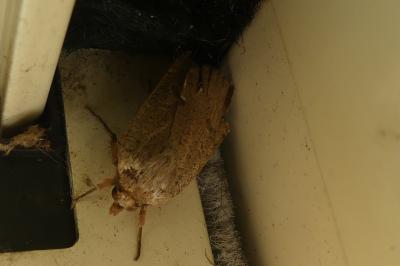 <i>Noctua comes</i>