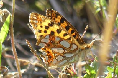 <i>Issoria lathonia</i>