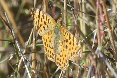 <i>Issoria lathonia</i>