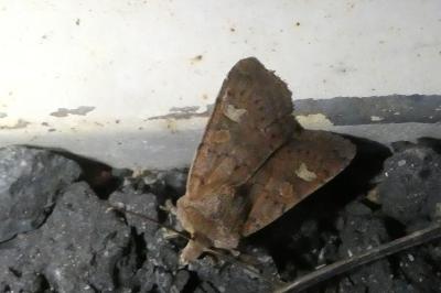 <i>Xestia xanthographa</i>