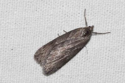 <i>Pachycnemia hippocastanaria</i>