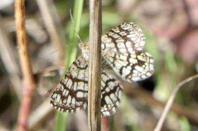 <i>Chiasmia clathrata</i>