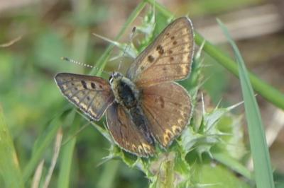 <i>Lycaena tityrus</i>