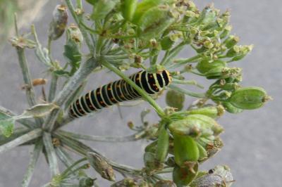 <i>Papilio machaon</i>