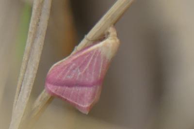 <i>Rhodometra sacraria</i>