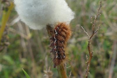 <i>Acronicta rumicis</i>