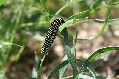 <i>Papilio machaon</i>