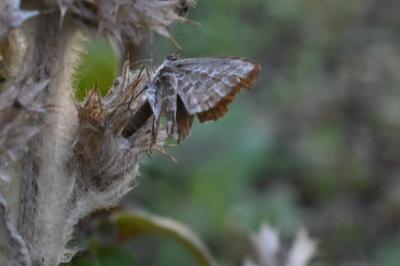 <i>Cacyreus marshalli</i>