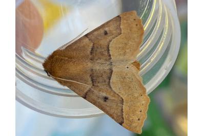 <i>Crocallis tusciaria</i>