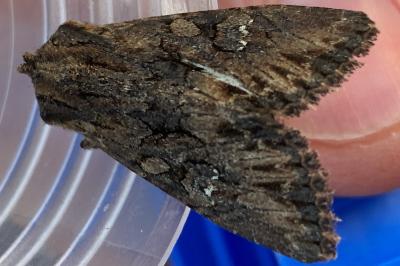 <i>Mniotype solieri</i>