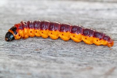 <i>Cossus cossus</i>