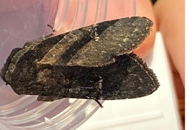 <i>Aporophyla nigra</i>
