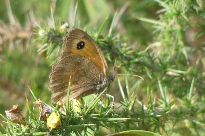 <i>Pyronia tithonus</i>