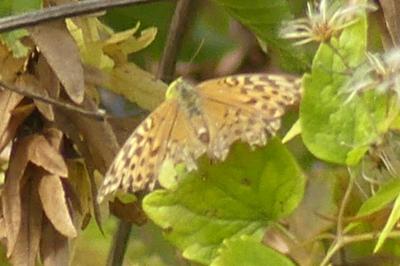 <i>Argynnis paphia</i>