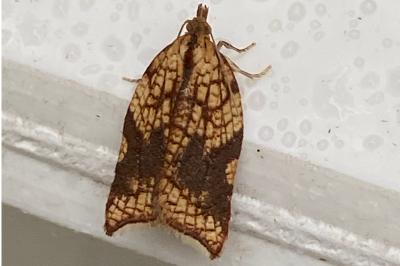 <i>Acleris rhombana</i>